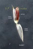  Parts of florets of pedicelled spikelet with lower lemma, upper lemma, small palea and stamens
